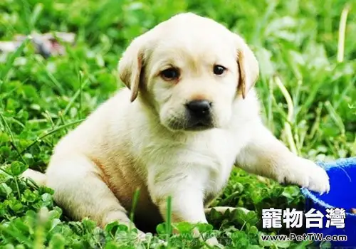 斷奶後的幼犬應該喂多少口糧?(1圖)-寵物台灣
