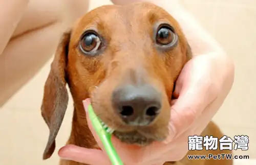 狗狗刷牙需要注意什麼