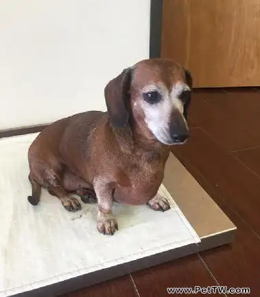 如何判斷狗狗肥胖