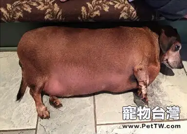 如何判斷狗狗肥胖