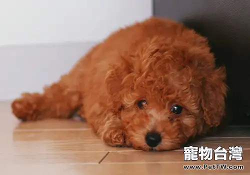 泰迪狗狗中暑了怎麼辦?(1圖)-寵物台灣
