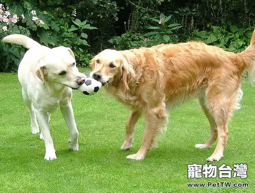 三種常見狗狗玩具球介紹