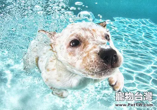 這個夏天讓自家狗狗成為一個會「狗刨」的網紅犬