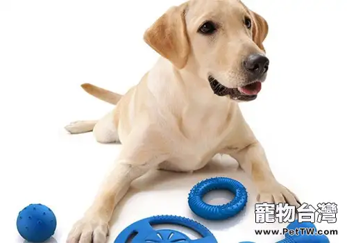 根據自家狗狗的習慣來挑選玩具(1圖)-寵物台灣