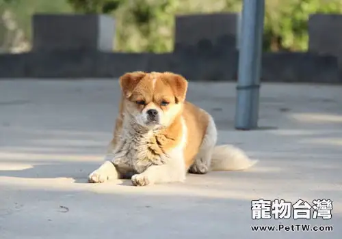 狗狗不愛吃犬糧的原因有哪些？（1圖）-寵物台灣