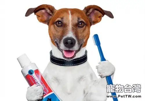 一定要給狗狗用狗狗牙膏麼？