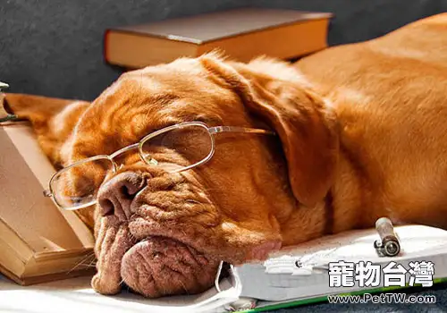 老年犬狗糧餵養的注意事項