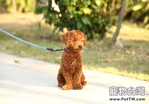 牽引繩柔韌最重要（1圖）-寵物台灣