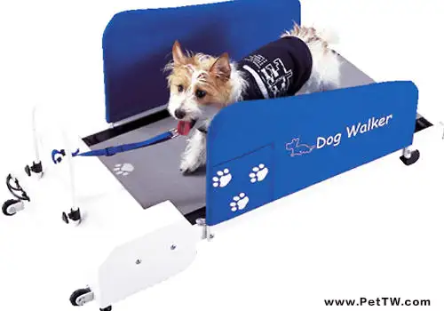如何訓練狗狗在跑步機上跑步