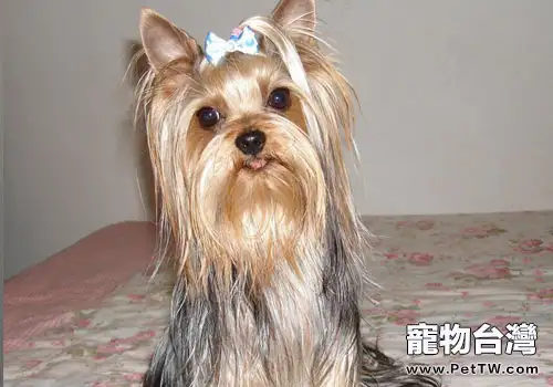 約克夏選購時怎麼看品相?(1圖)-寵物台灣