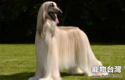阿富汗獵狗為什麼被禁養(1圖)-寵物台灣