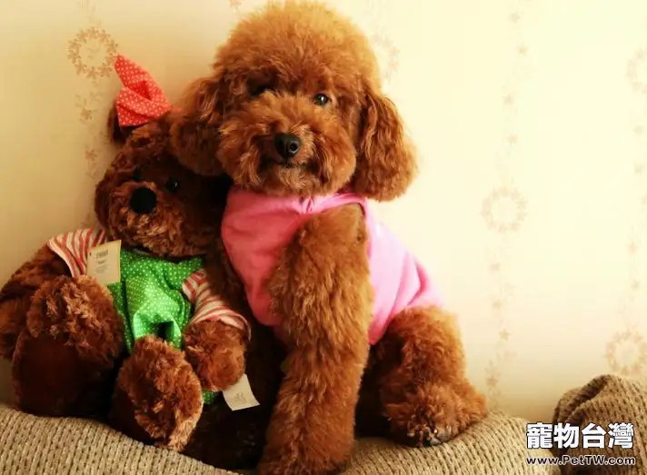 上班族該怎麼樣好寵物犬呢