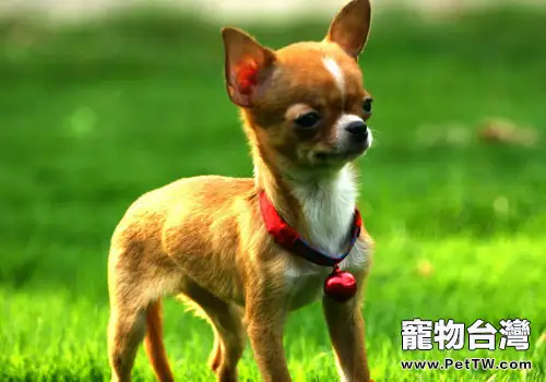 吉娃娃的生活環境要注意什麼?(1圖)-寵物台灣