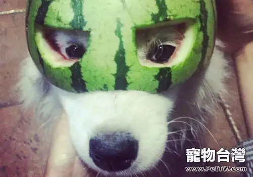 狗狗夏天能吃西瓜麼？