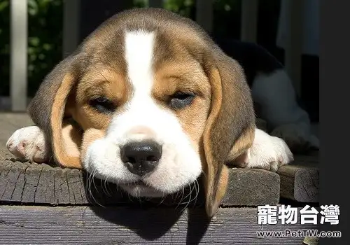 小獵犬的美容技巧(1圖)-寵物台灣