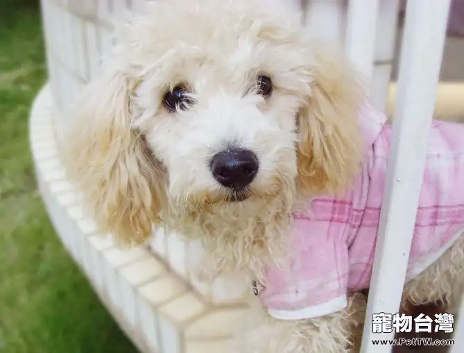 狗狗身上有異味該怎麼去除(1圖)-寵物台灣