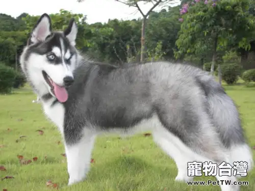 哈士奇真的是撒手沒嗎（1圖）-寵物台灣