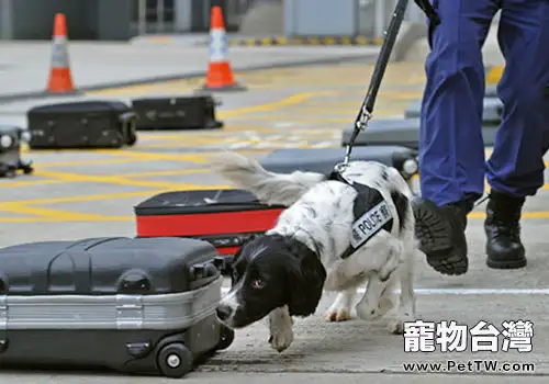 生活裡另一種好夥伴——常見工作犬的種類