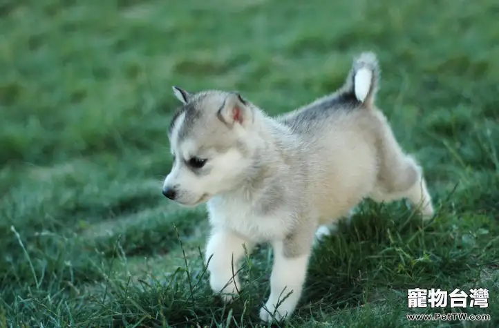 快速有效驅除犬類寄生蟲