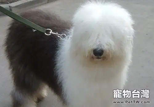 古牧需要補鈣嗎？（1圖）-寵物台灣