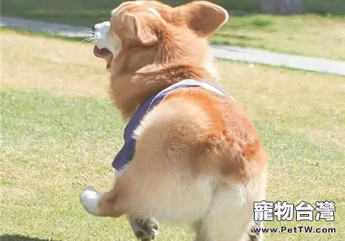 柯基狗狗為什麼沒有尾巴？
