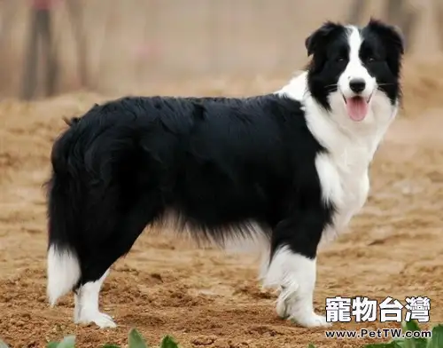 邊境牧羊犬的耳朵如何護理(1圖)-寵物台灣