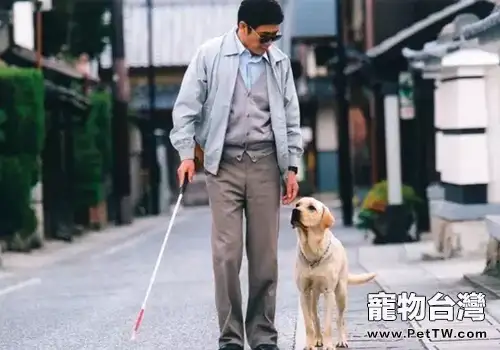 導盲犬的歷史和工作介紹