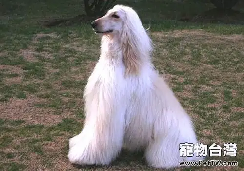 怎麼給茂盛毛髮的阿富汗獵狗梳毛(1圖)-寵物台灣
