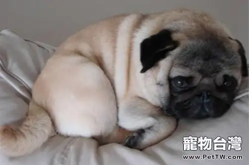 巴哥犬拉肚子怎麼辦(1圖)-寵物台灣