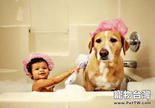 狗狗不宜洗澡的6種情況（1圖）-寵物台灣