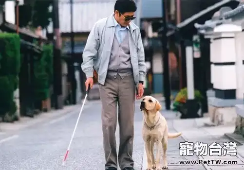 你不知道的生活裡各種各樣的服務犬