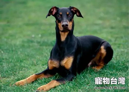 杜賓犬的優缺點（1圖）-寵物台灣