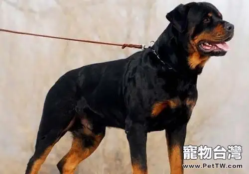 要不要給羅威那犬斷尾?(1圖)-寵物台灣