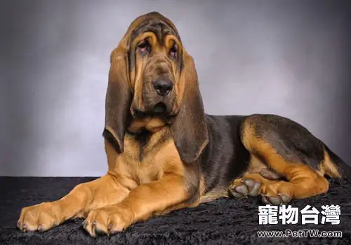 最好的追蹤犬—尋血獵犬