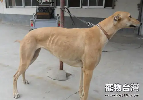 格力犬的訓練方法有哪些？（1圖）-寵物台灣