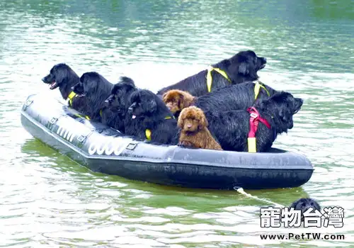 最好的救生員—紐芬蘭犬