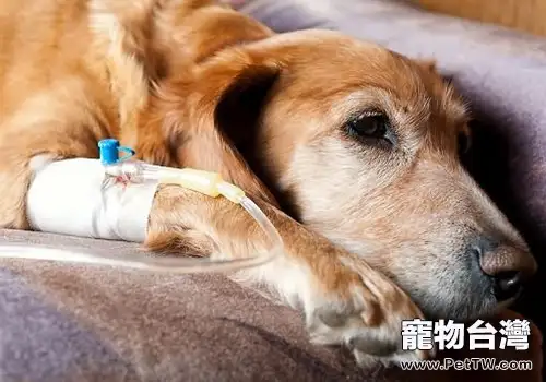 狗狗感冒、細小、犬瘟熱症狀的區別