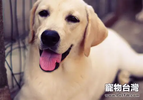 拉布拉多講故事:犬瘟不可怕,不求醫生也能治癒哦!(共4張圖片)-寵物台灣