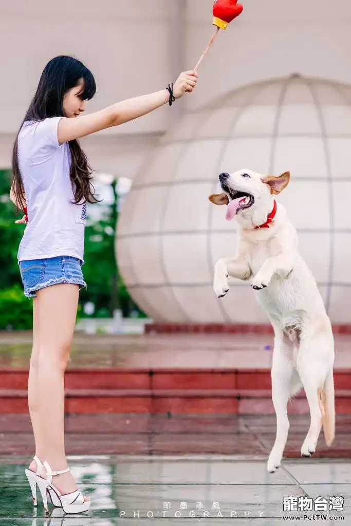 拉布拉多講故事：犬瘟不可怕，不求醫生也能治癒哦！