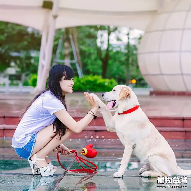 拉布拉多講故事：犬瘟不可怕，不求醫生也能治癒哦！