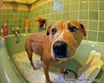 狗狗不願意洗澡該怎麼辦