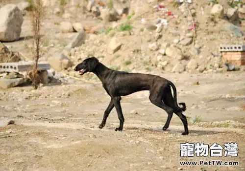 嘯天犬的原型，幾近滅絕的中國獵犬——細犬