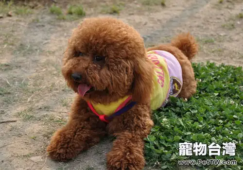 泰迪犬為什麼會褪色？