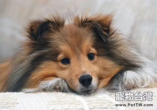 喜樂蒂犬清理耳道的方法