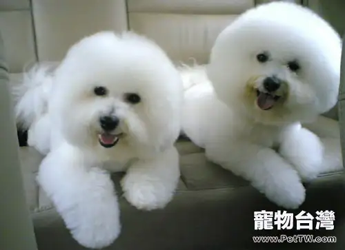 如何訓練比熊 犬(卷毛比雄犬)學會握手(1圖)-寵物台灣