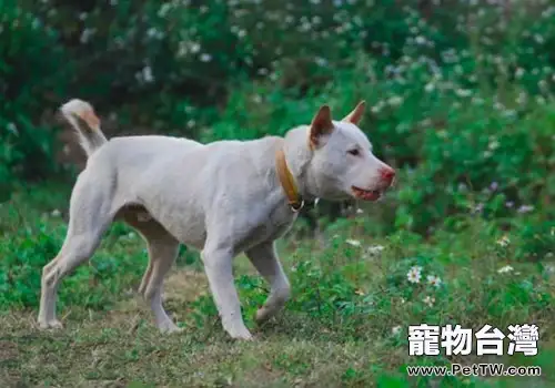排名世界第三的中華名獵——下司犬(1圖)-寵物台灣