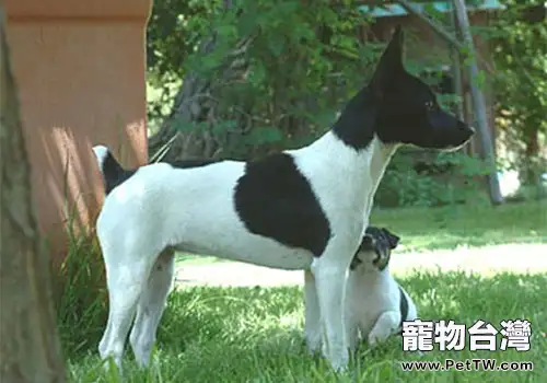 狗拿耗子?對,它們就是比貓還專業的捕鼠能手 狗拿耗子?對,它們就是比貓還專業的捕鼠能手