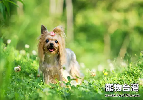 狗拿耗子?對,它們就是比貓還專業的捕鼠能手 狗拿耗子?對,它們就是比貓還專業的捕鼠能手