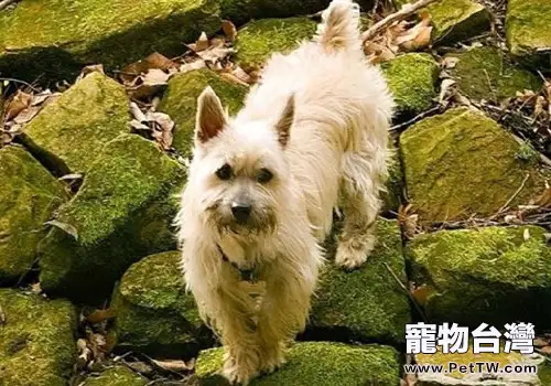 狗拿耗子?對,它們就是比貓還專業的捕鼠能手 狗拿耗子?對,它們就是比貓還專業的捕鼠能手