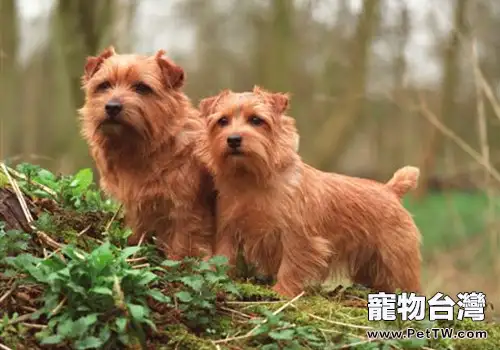 狗拿耗子?對,它們就是比貓還專業的捕鼠能手 狗拿耗子?對,它們就是比貓還專業的捕鼠能手